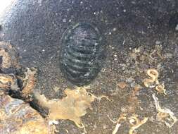 Sivun Chiton stokesii Broderip 1832 kuva