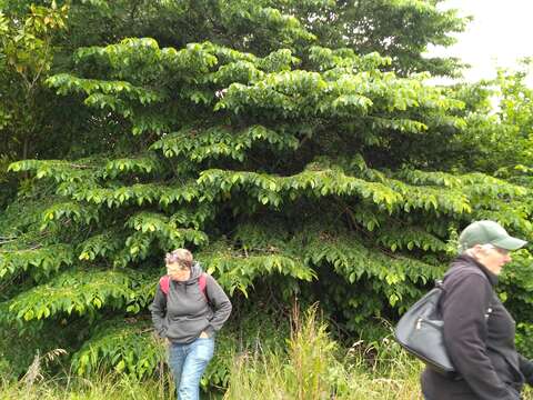 Image of Dutch elm