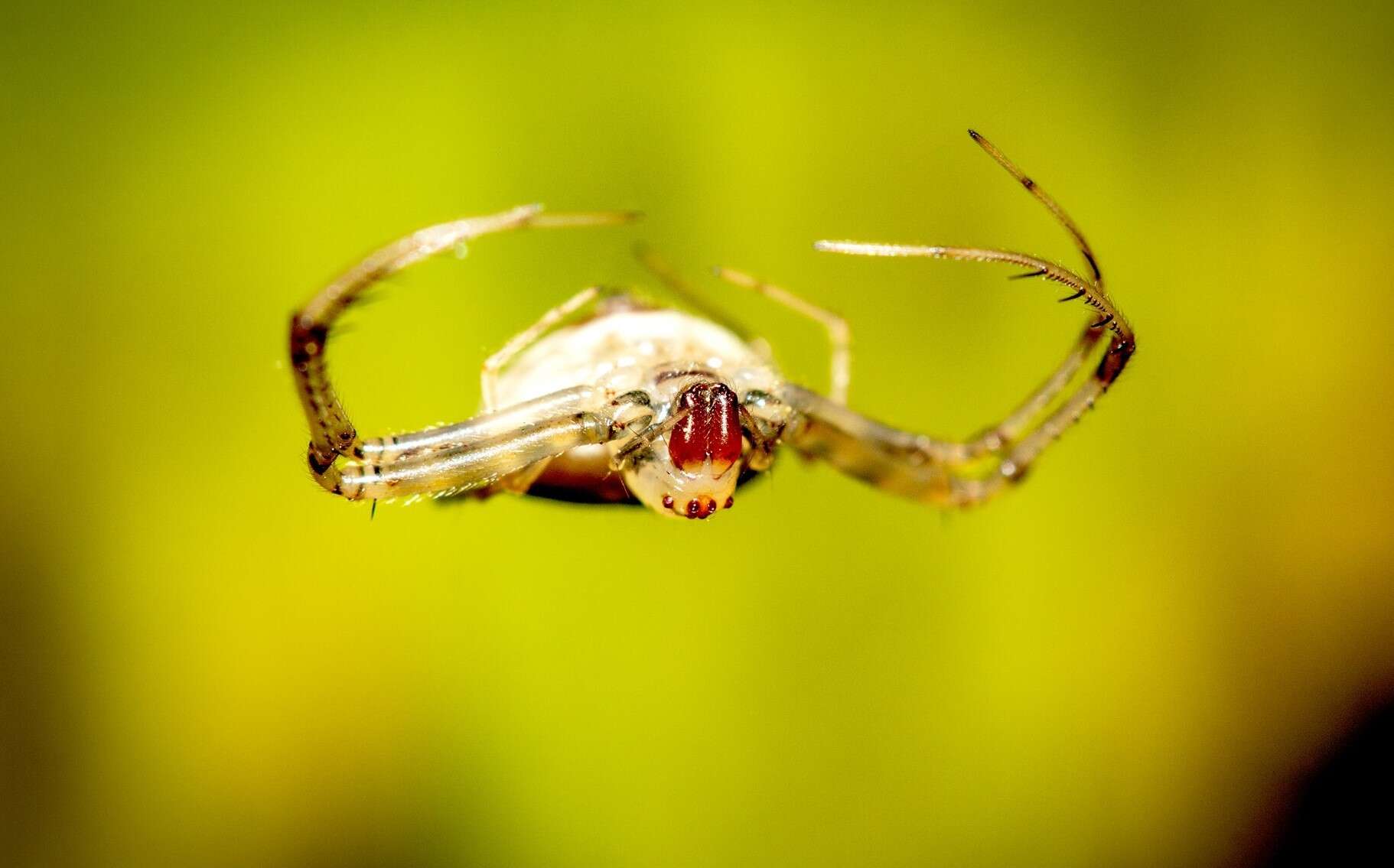 Image of Gelanor zonatus (C. L. Koch 1845)