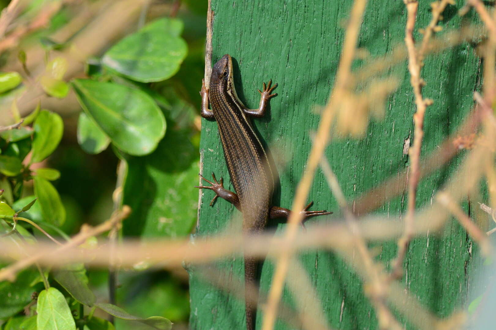 Image of Trachylepis homalocephala (Wiegmann 1828)