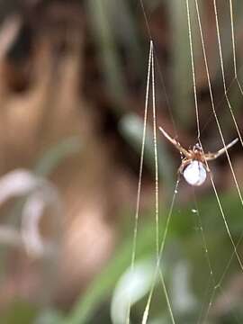 صورة Argyrodes antipodianus O. Pickard-Cambridge 1880