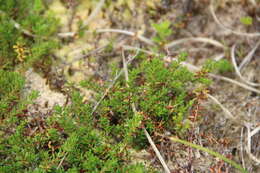 Image of Empetrum nigrum subsp. caucasicum (Juz.) V. B. Kuvaev