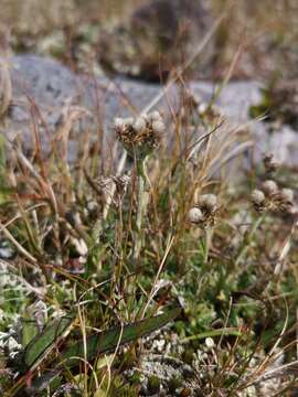 Image of alpine pussytoes