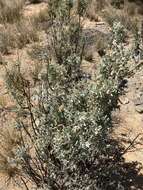 Image de Atriplex nummularia subsp. nummularia