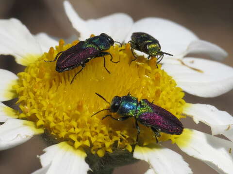 Image of Pasture Splendour Beetle