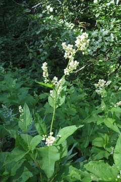 Image of Alpine Fleeceflower