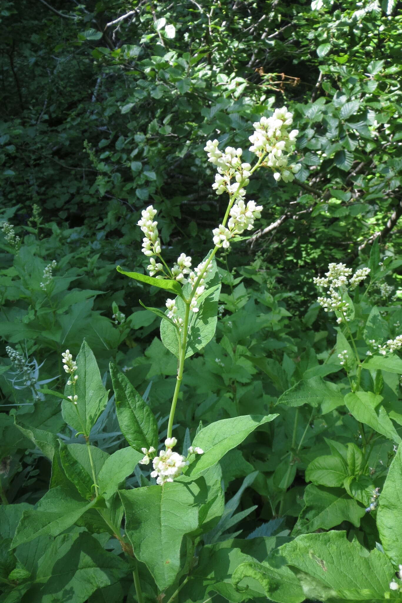 Image of Alpine Fleeceflower