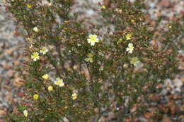 Image of Hibbertia gracilipes Benth.