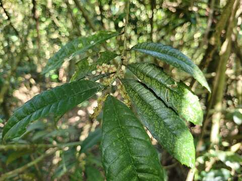 Image of Sorocea bonplandii (Baill.) Burger, Lanj. & Boer