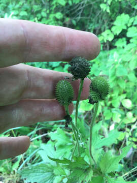 Image of tall thimbleweed