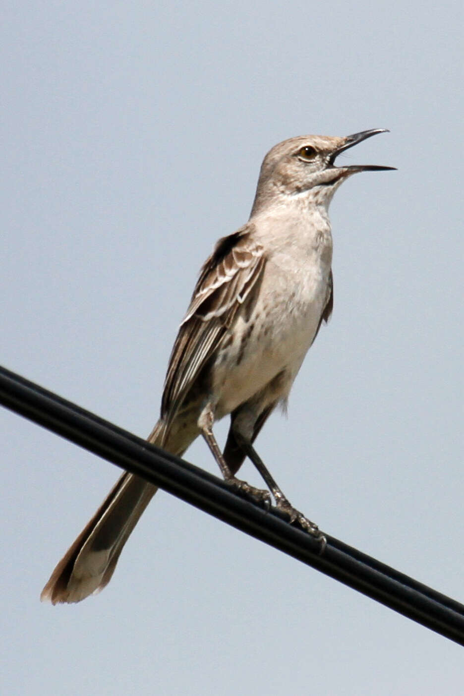 Image of Bahama Mockingbird