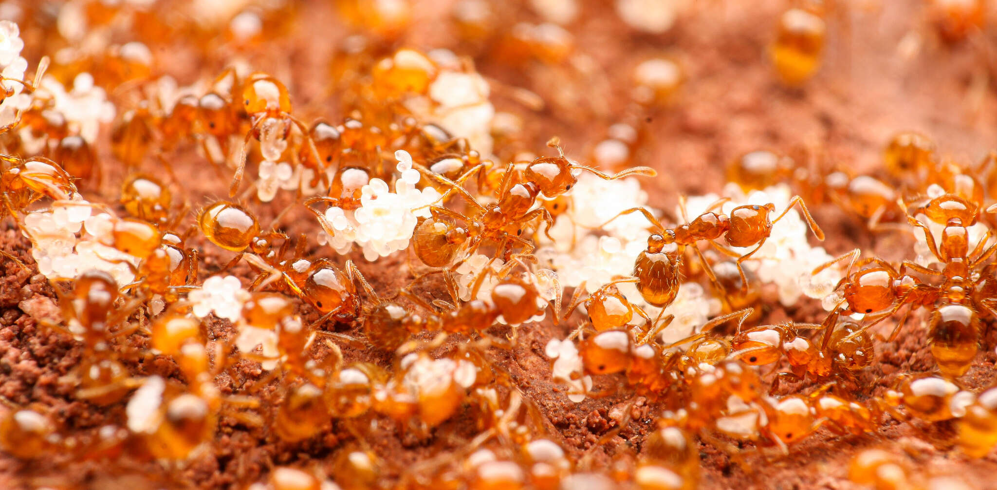 Image of Desert Fire Ant