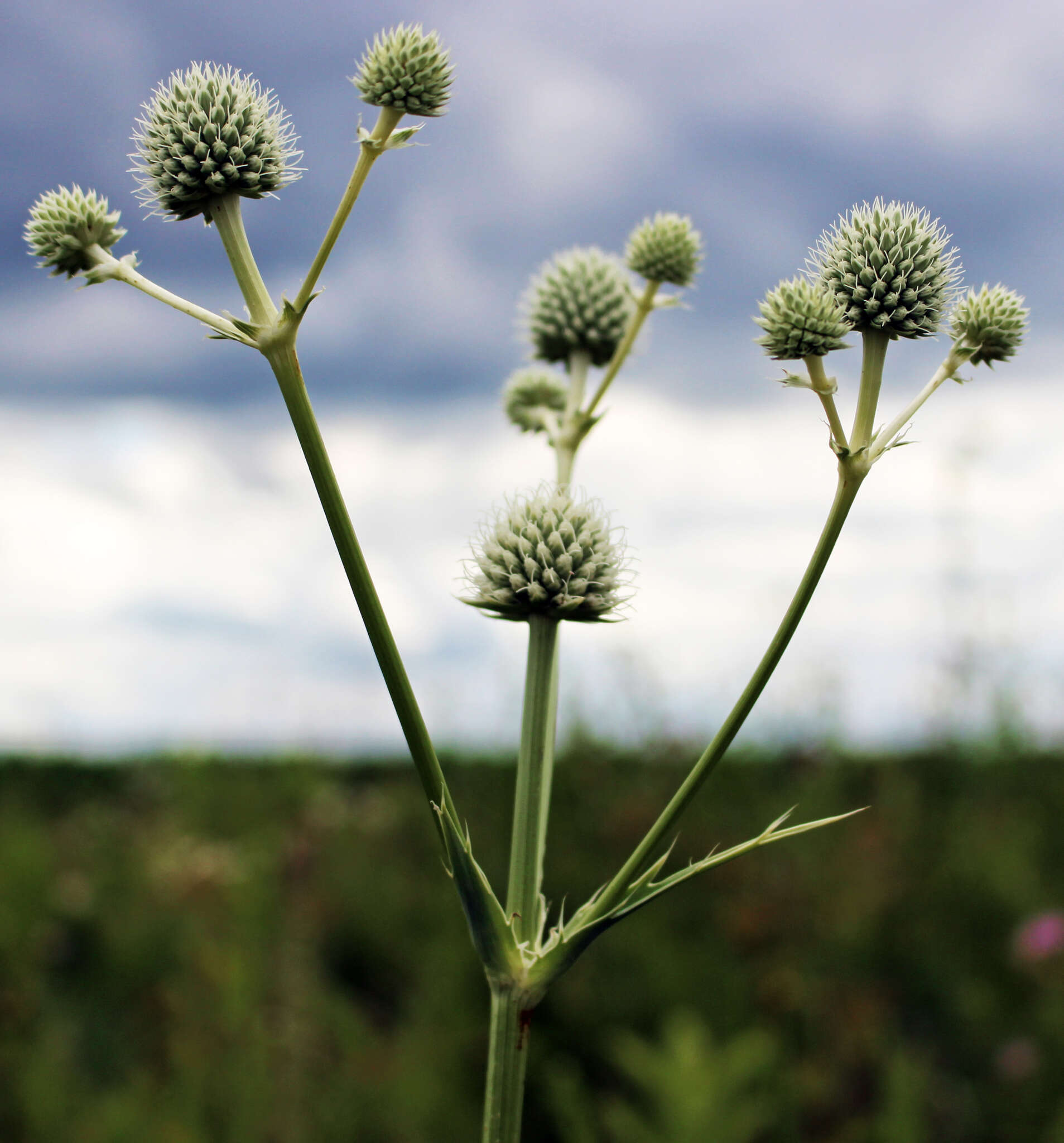 Imagem de Eryngium yuccifolium Michx.