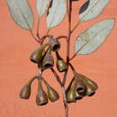 Image of Eucalyptus pimpiniana Maiden