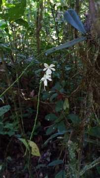 Image of Aerangis citrata (Thouars) Schltr.