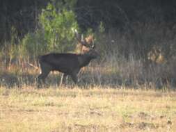 Image of Javan Deer