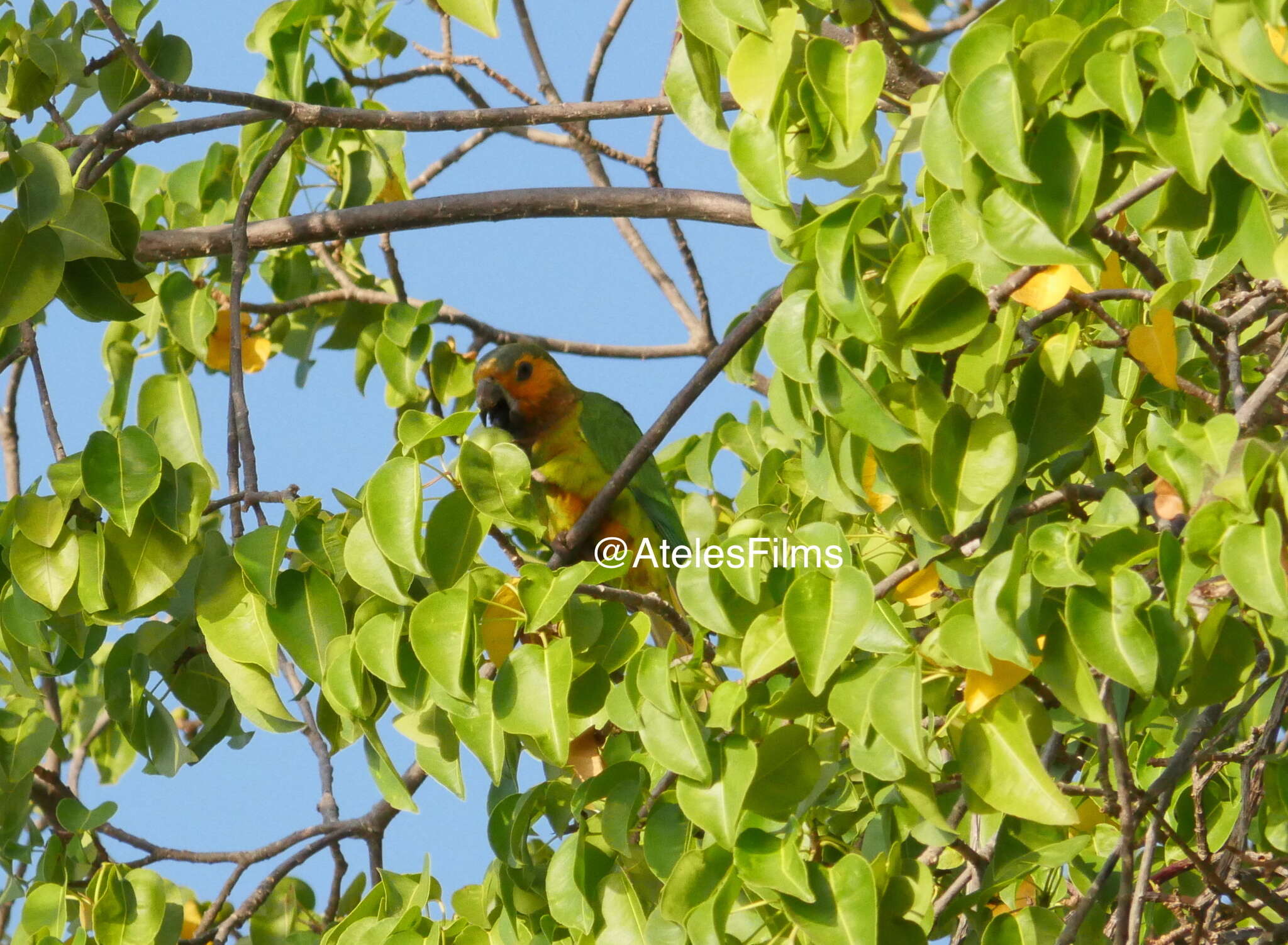 Image of Eupsittula pertinax pertinax (Linnaeus 1758)