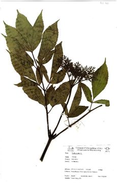 Image of black elderberry