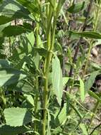 Image of Senecio microglossus DC.