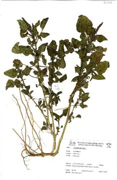 Image of largefruit amaranth