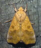 Image of Yellow Scallop Moth