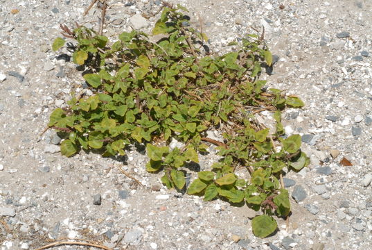 Image of largefruit amaranth
