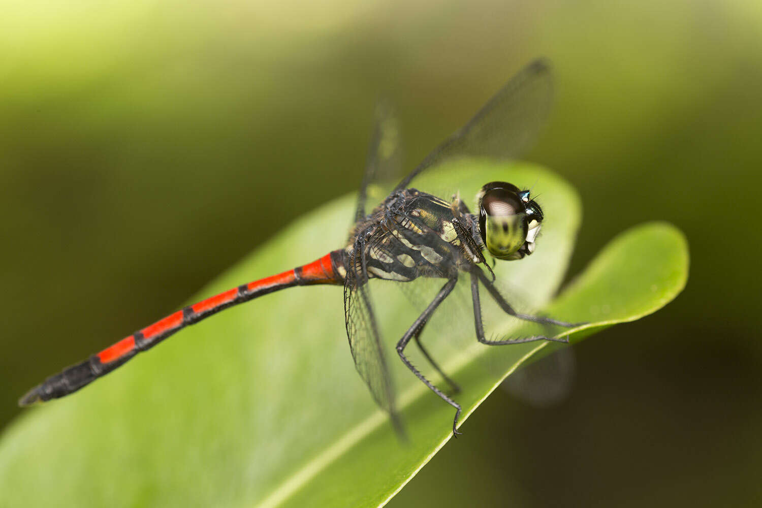 Image de Agrionoptera insignis (Rambur 1842)