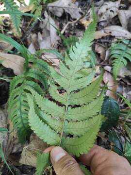 Image of Anisocampium sheareri (Bak.) Ching