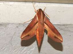 Image of Vine hawk moth