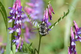 Слика од Anthophora edwardsii Cresson 1879