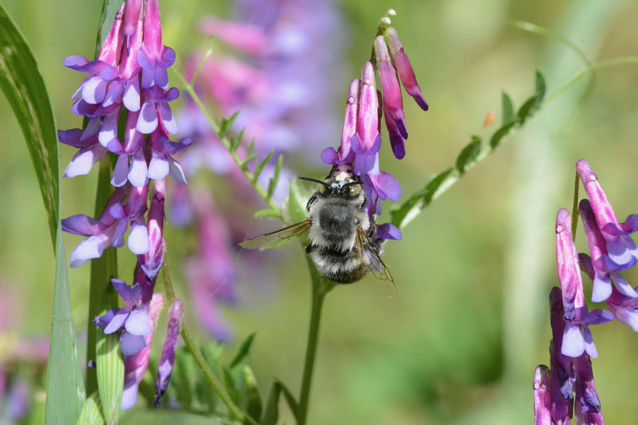 Слика од Anthophora edwardsii Cresson 1879