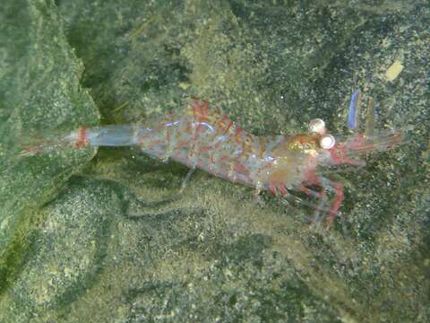 Image of threespine coastal shrimp