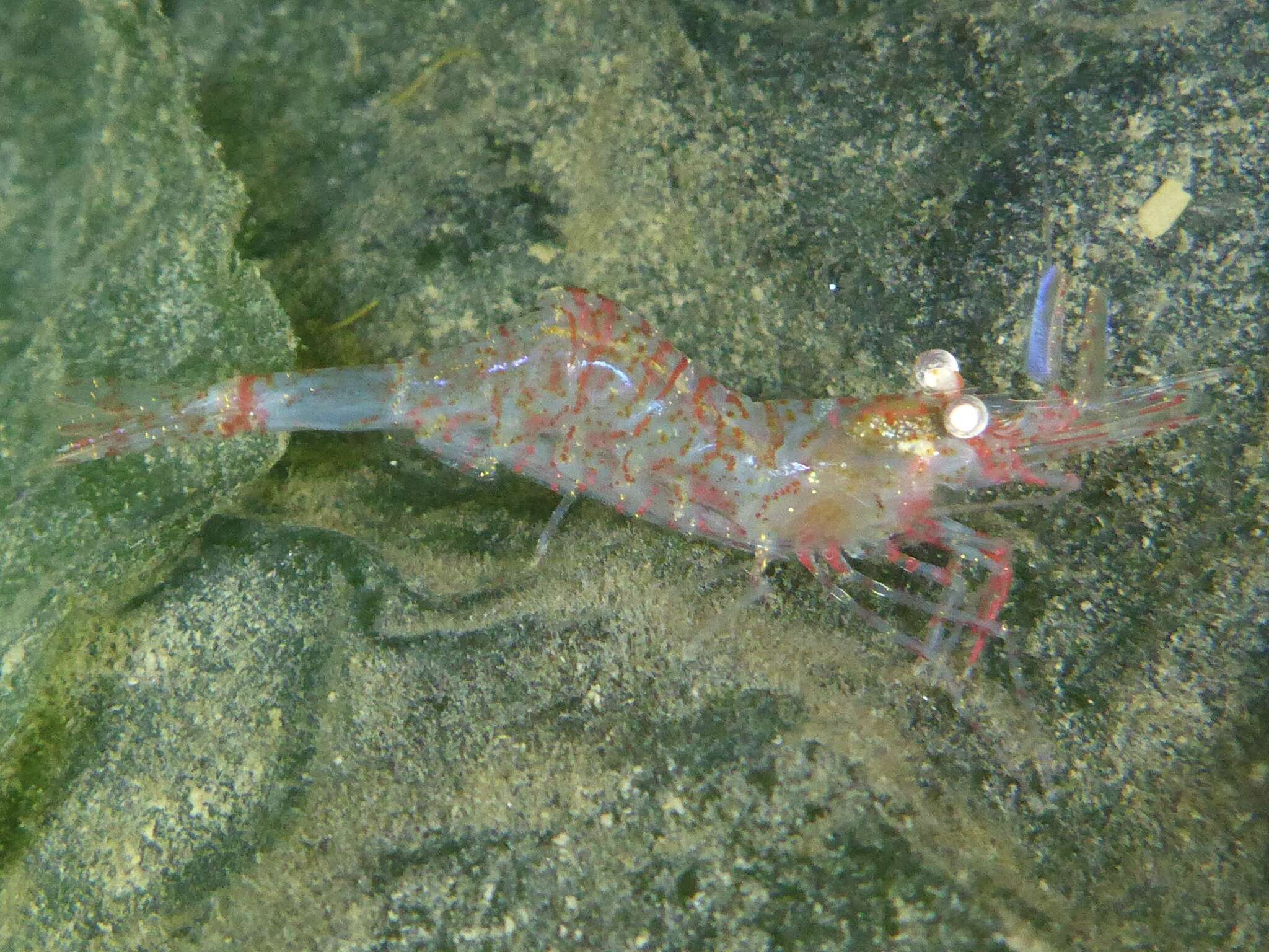 Image de crevette à trois épines