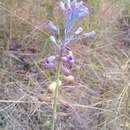 Image of Muscari matritense Ruíz Rejón, Pascual, C. Ruíz Rejón, Valdés & J. L. Oliv.