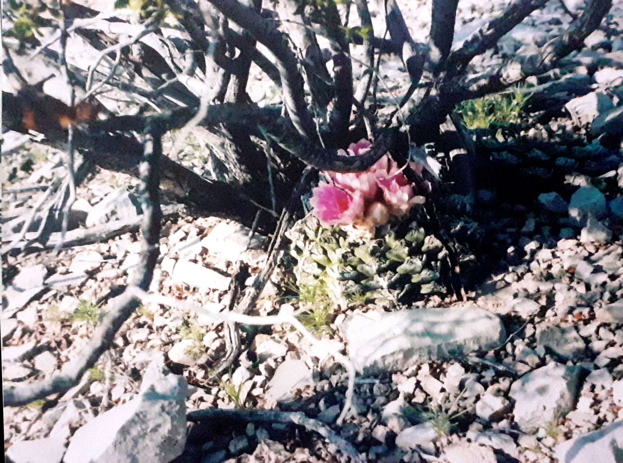 Image of Ariocarpus fissuratus (Engelm.) K. Schum.