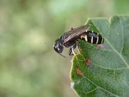 Image of Ectemnius ruficornis (Zetterstedt 1838)