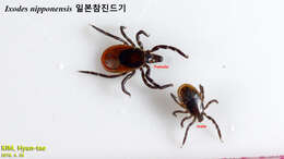 Ixodes nipponensis Kitaoka & Saito 1967的圖片