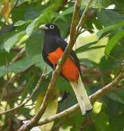 Image of Baird's Trogon