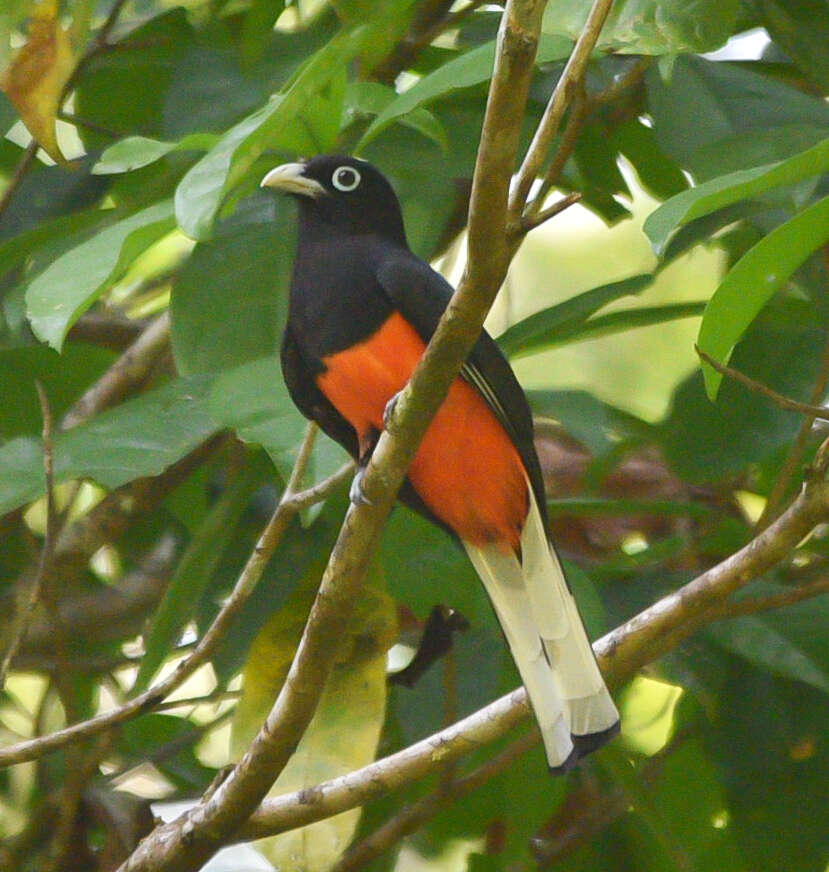 Image of Baird's Trogon