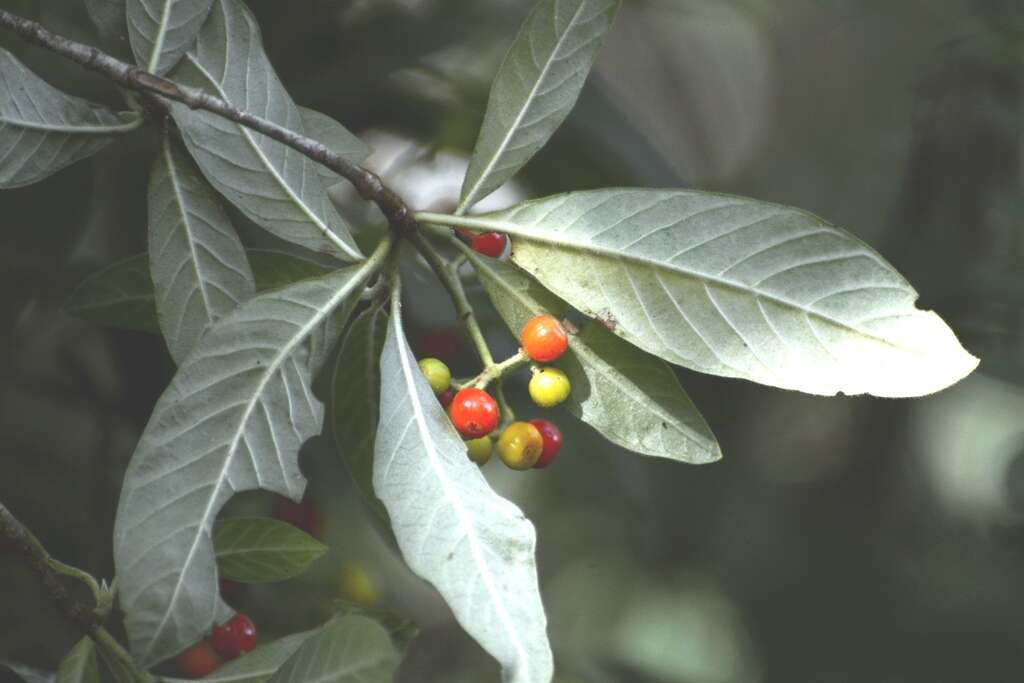 Plancia ëd Psychotria erythrocarpa Schltdl.