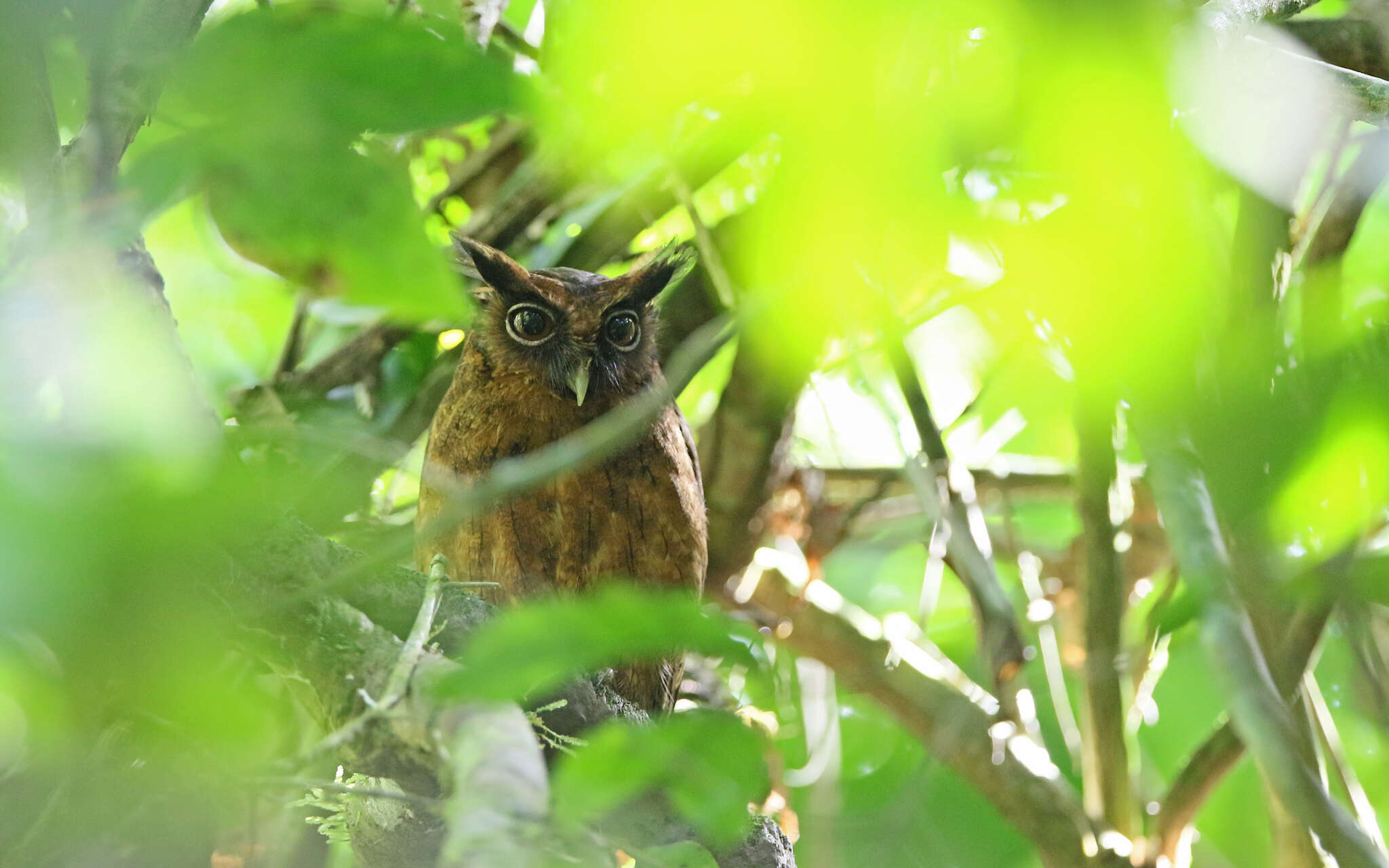 Image of Tawny-bellied Screech Owl