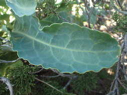 Image of Brassica insularis Moris