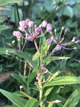 Imagem de Asclepias incarnata subsp. pulchra (Ehrh. ex Willd.) Woods.