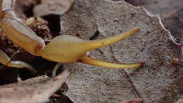 Plancia ëd Buthus elongatus Rossi 2012