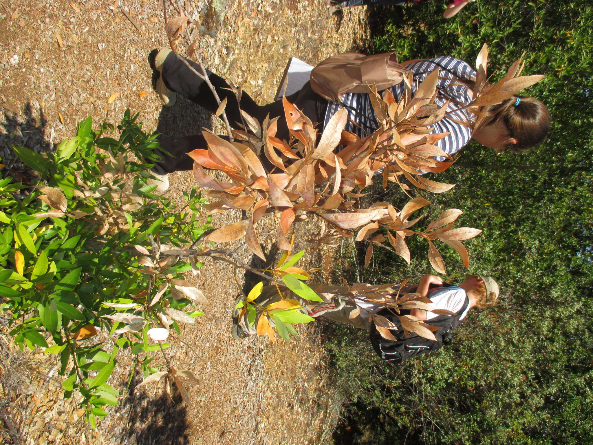 Image of California laurel