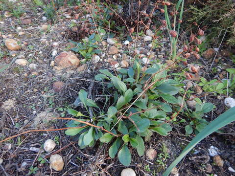 Image of Tuberaria globulariifolia (Lam.) Willk.