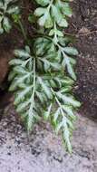 Image of Pteris ensiformis var. victoriae Bak.