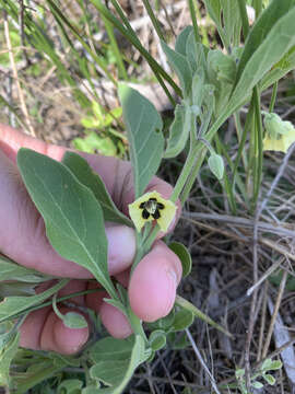 Image of smallflower groundcherry