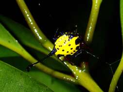 Image of Gasteracantha clavigera Giebel 1863