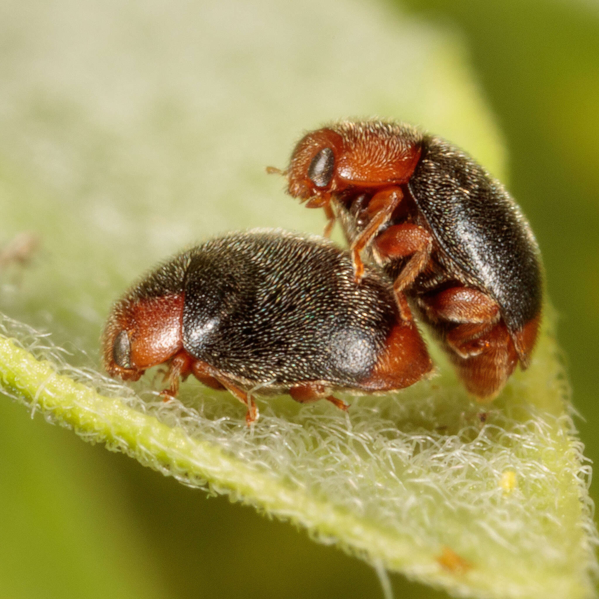 Image of Scymnus (Pullus) louisianae J. Chapin 1973